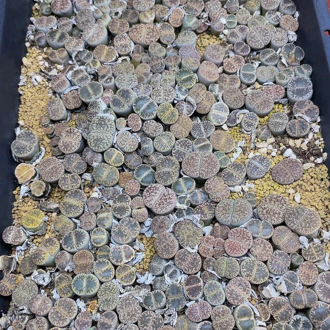 四***敏61100000花花花鼓励