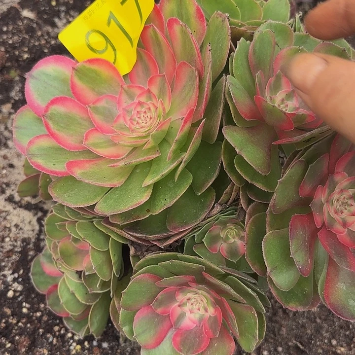 多肉植物福利917个