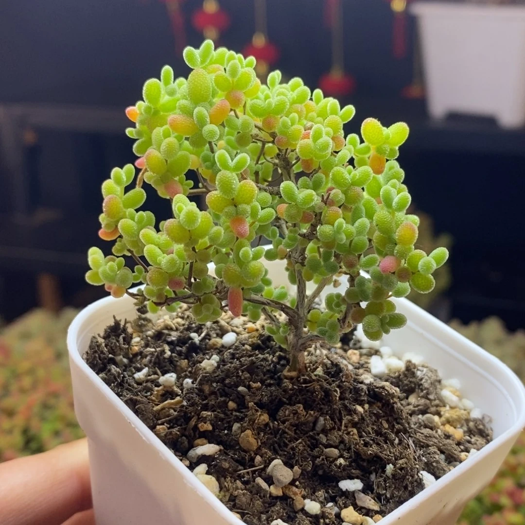 哎***呀32号蜜橘糖球枝干多肉