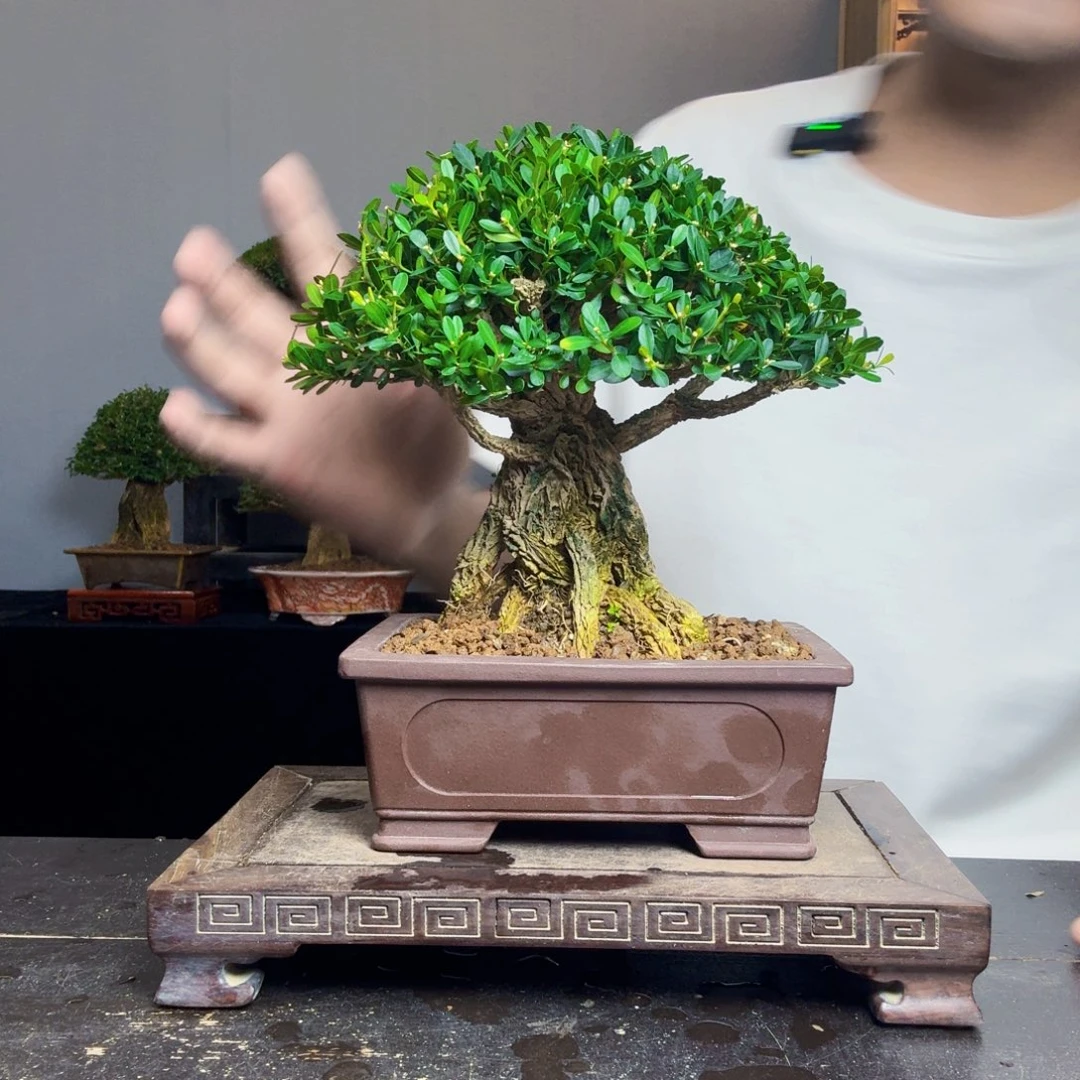 嘟***囔无花朵黄杨盆景一物一拍
