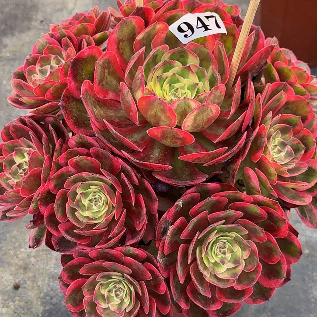 947云荷嫩桩多肉植物