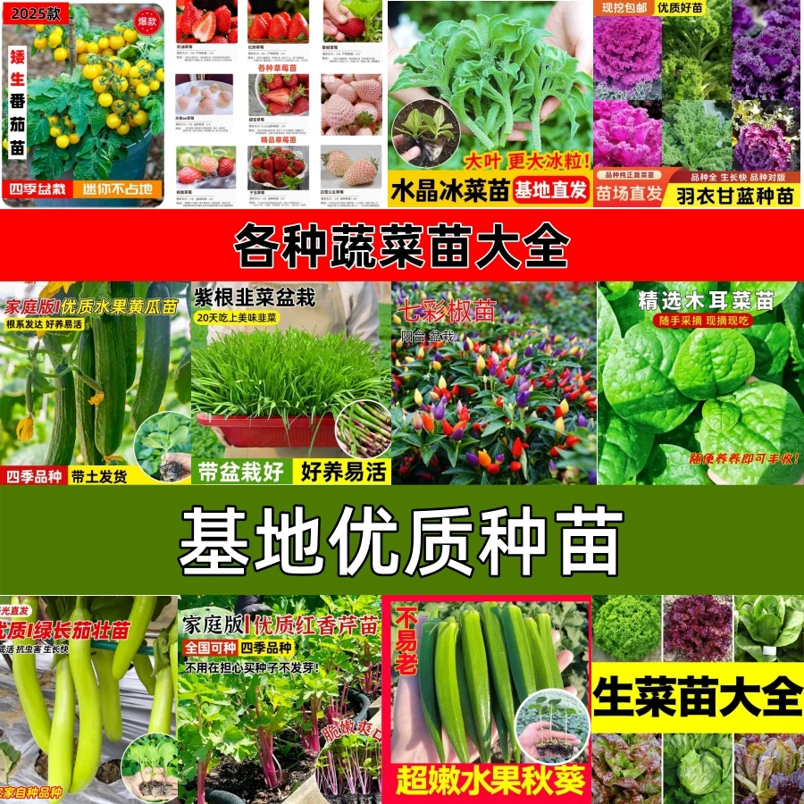 寿光种苗基地直发各种蔬菜苗子大全四季种苗辣椒生菜番茄蔬菜种子