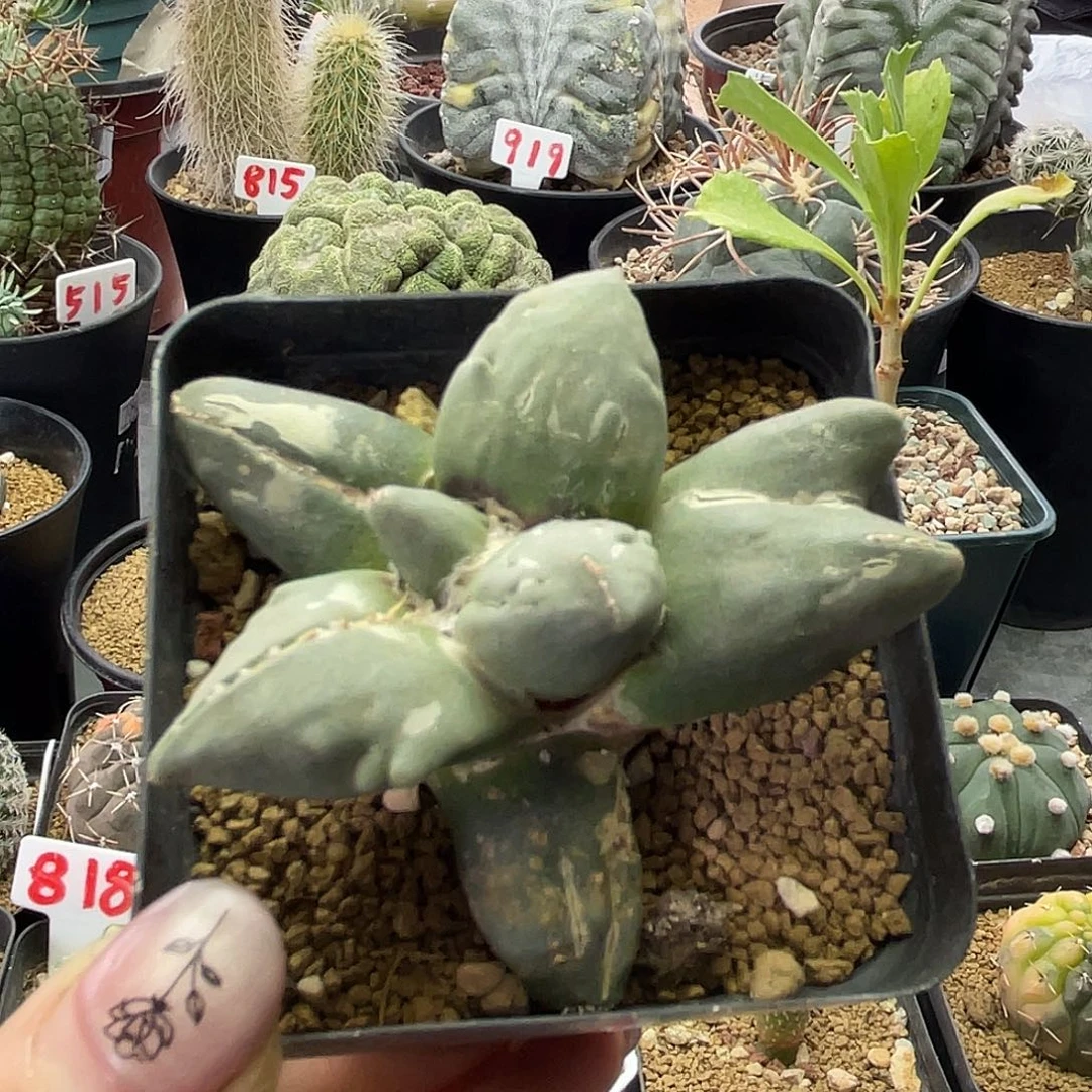 蛋尤三叉尤牡丹仙人球
