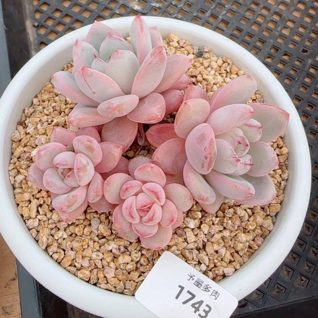 星星雪，1743多肉植物