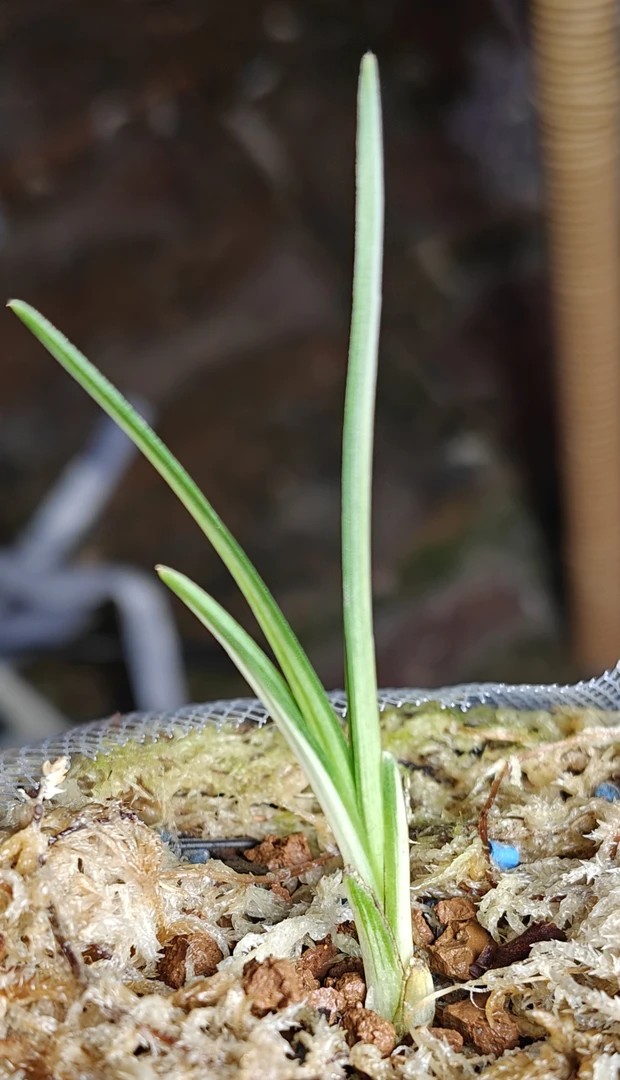 精品兰花，香花绿兰秋芝春兰资源小艺草