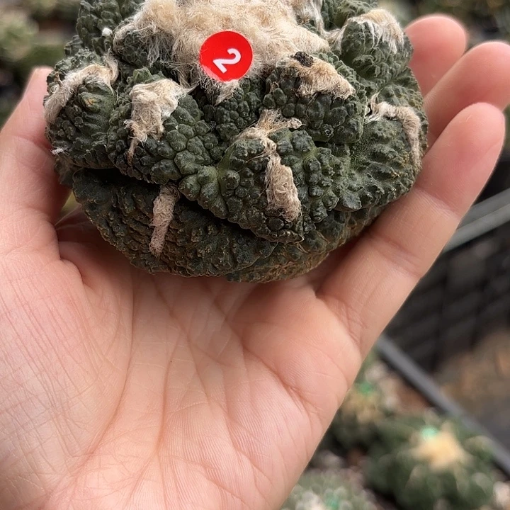 苗接落地仙人球（有根）2