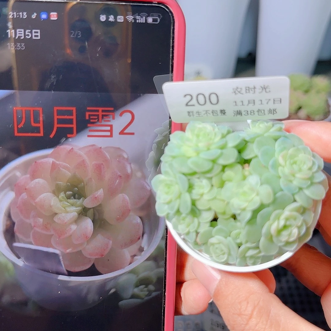 1117-200四月雪2麦杆