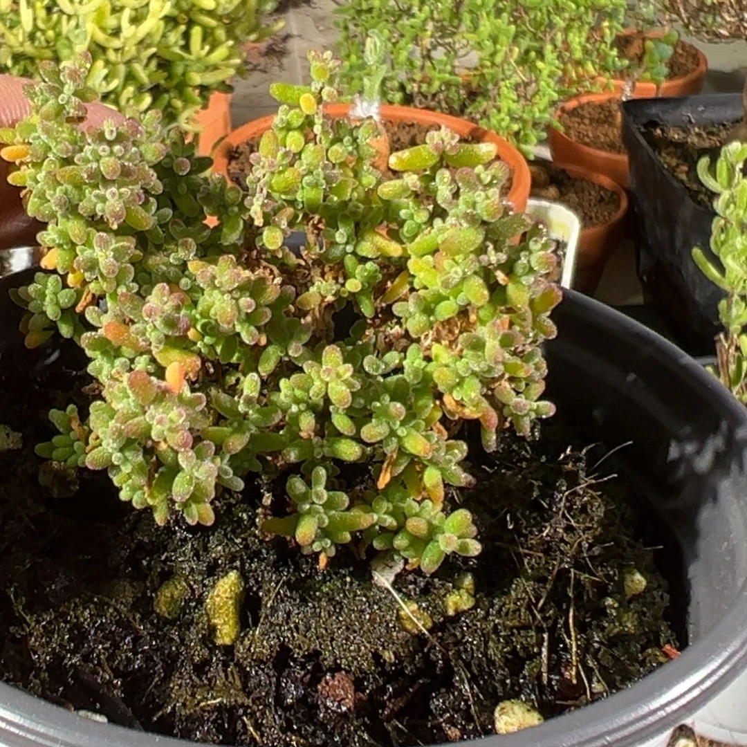 小小米90杯老桩福利