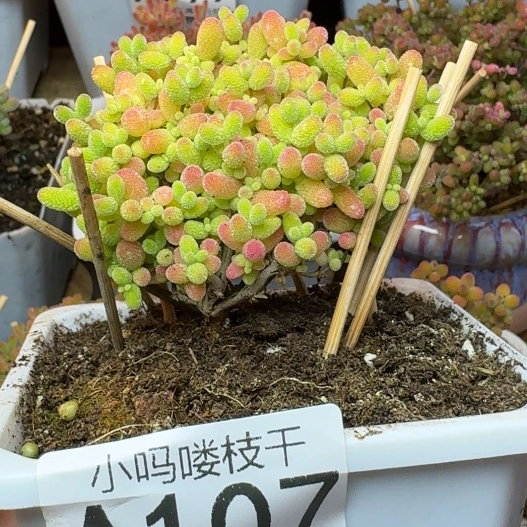 A107枝干 蜜橘糖球