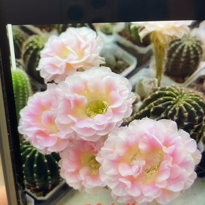 仙人掌嫁接镜花月影彩草