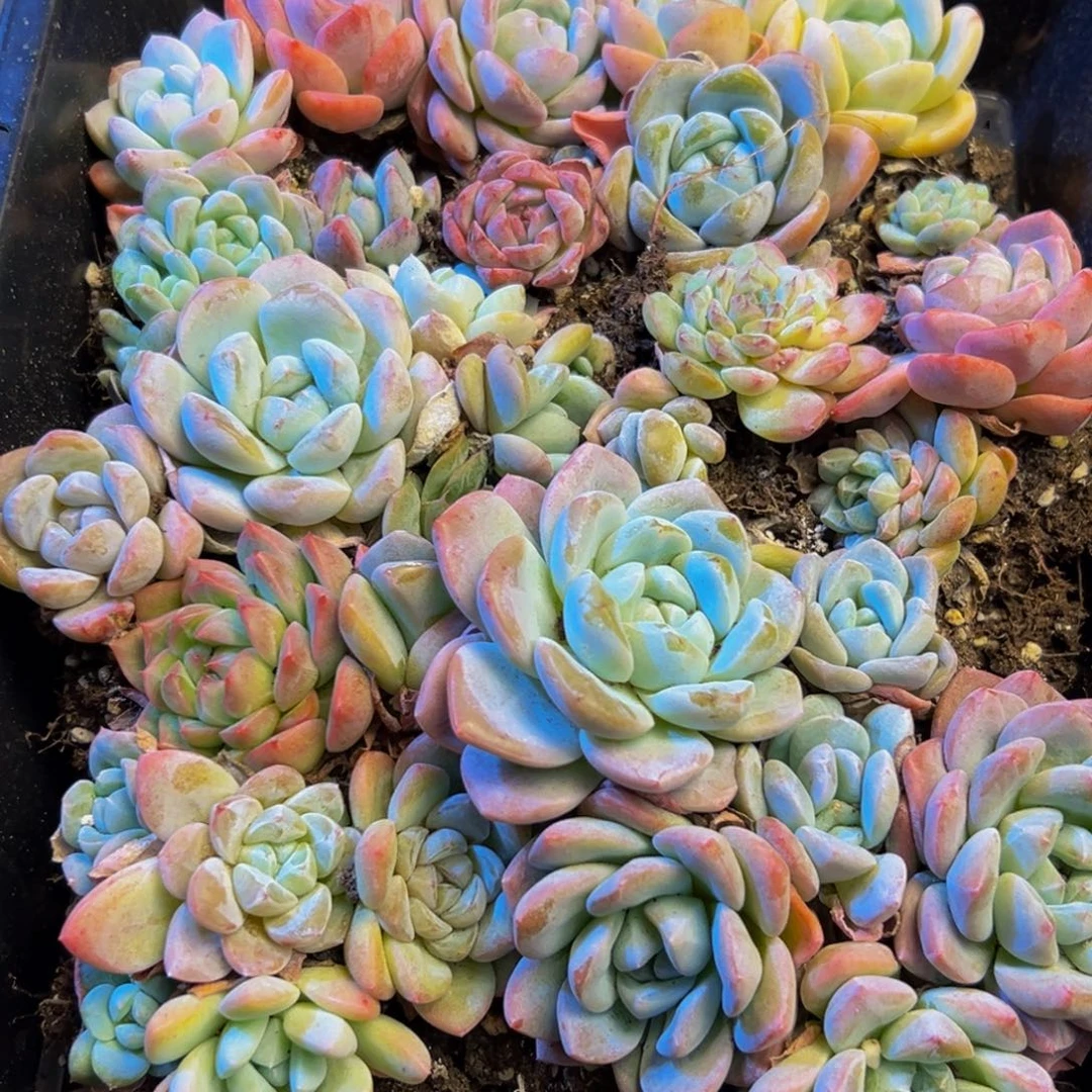 462的人都在用这个词了
