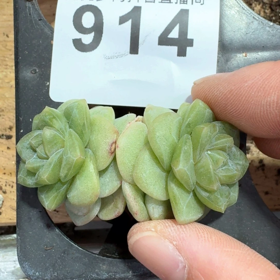 绿体冰玉         多肉植物