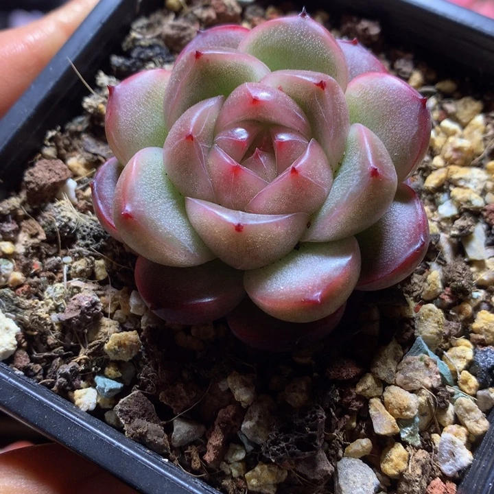 新品珍妮一物一拍