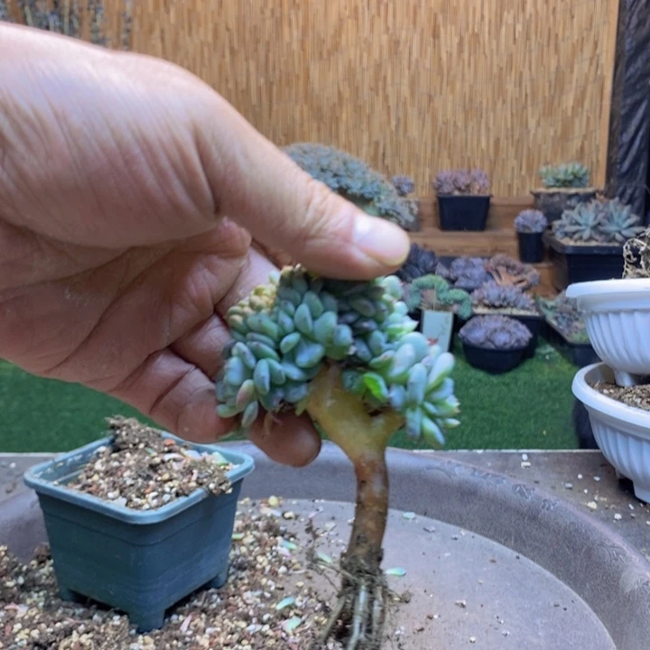 沐***沐41号白胖子多肉植物