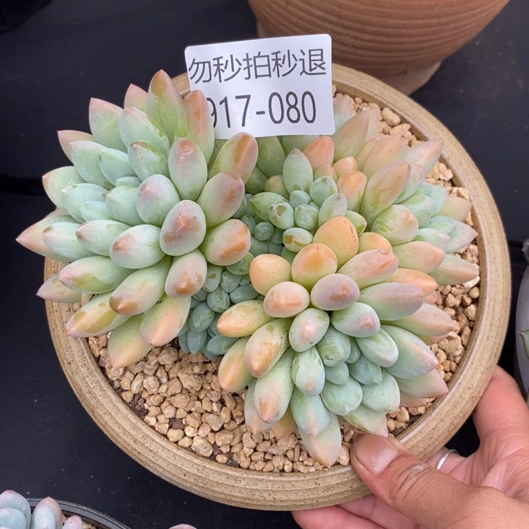 勿秒拍秒退 917-080奶糖