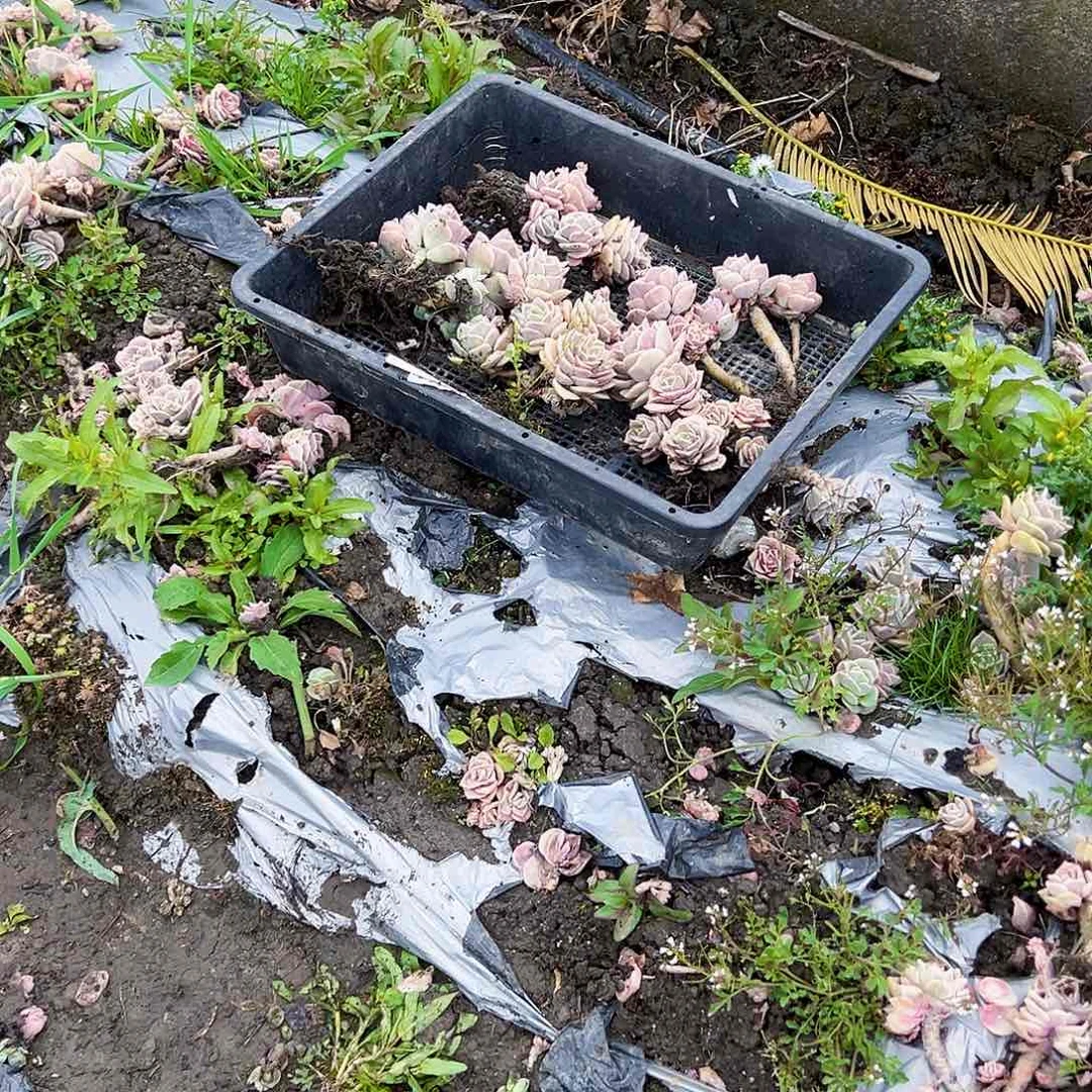 不售后款5颗可爱玫瑰