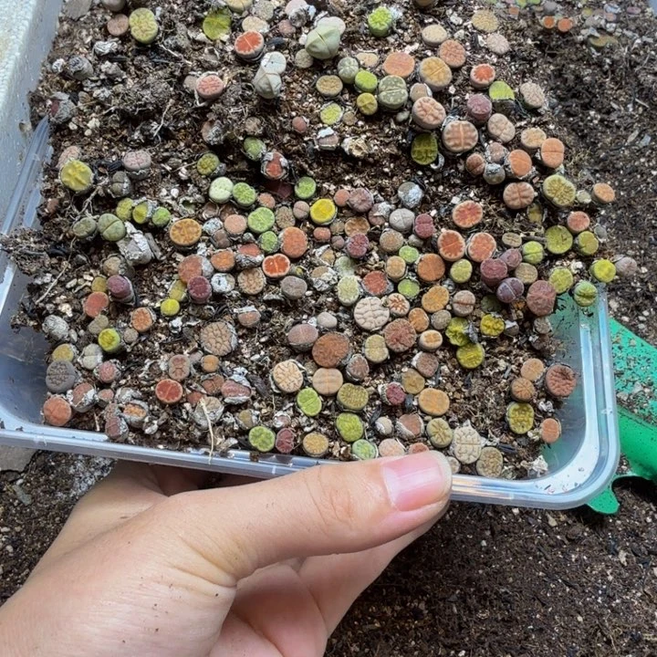 年***年多肉植物的生长发育36