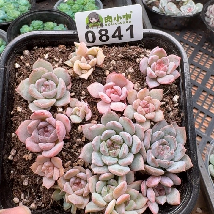 多肉植物多肉植物