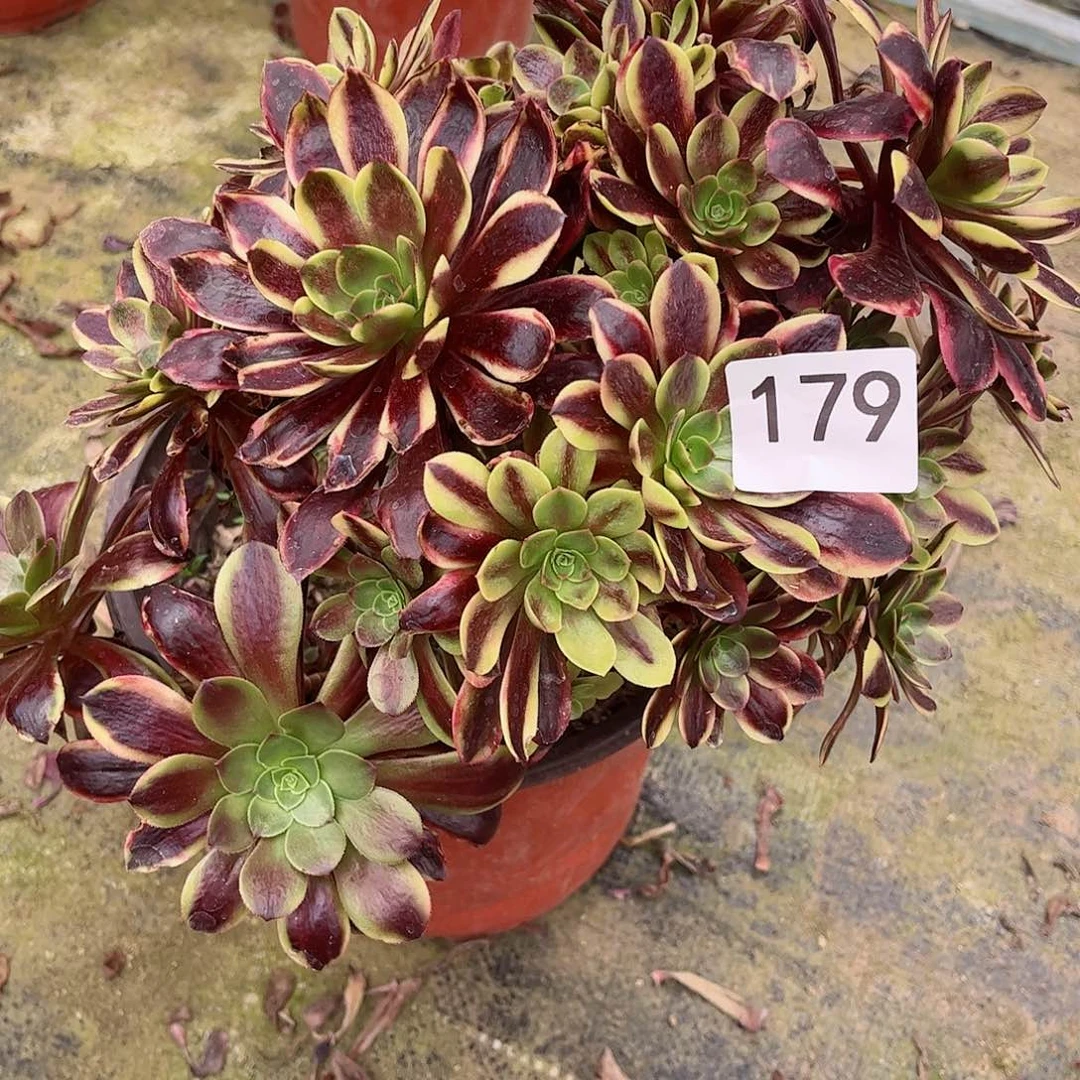 多肉植物欧嘉莉179