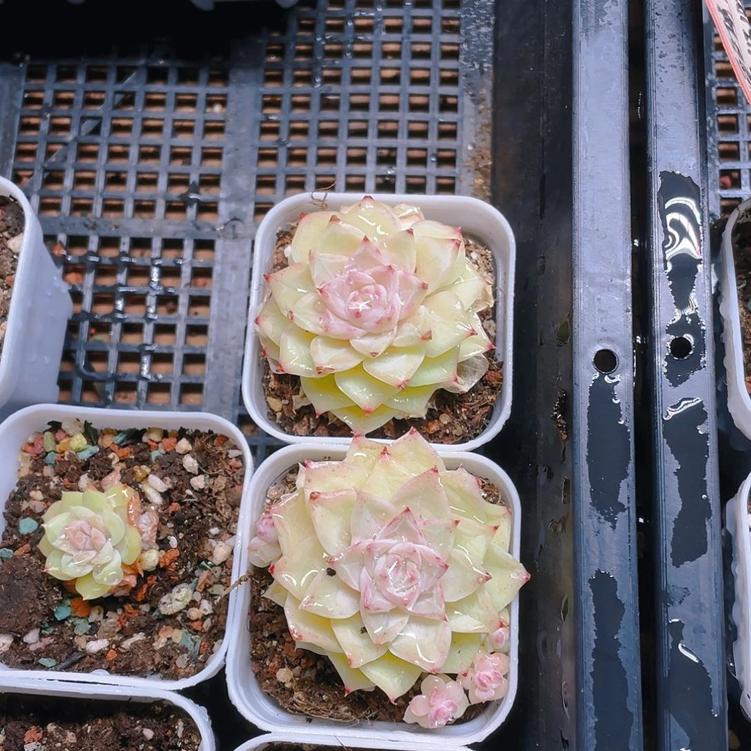 白天鹅麦杆中盆一个满25包邮