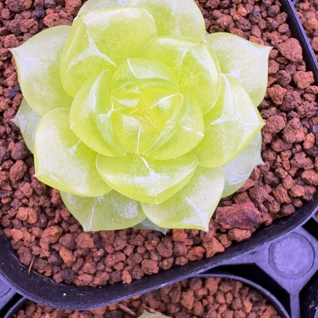 0918-44-3013单头一颗
