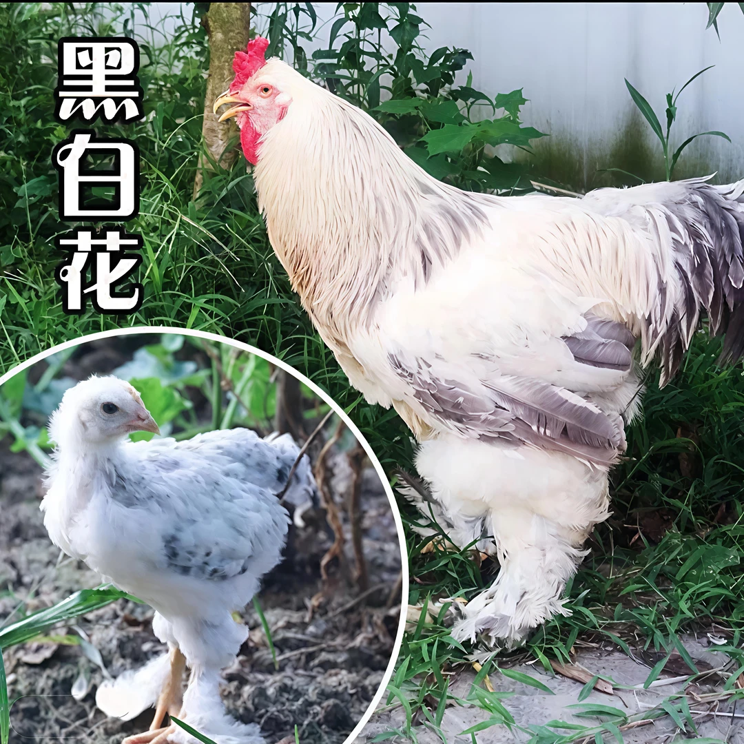 宠物 鸡 婆罗门鸡 一斤发货公母自选