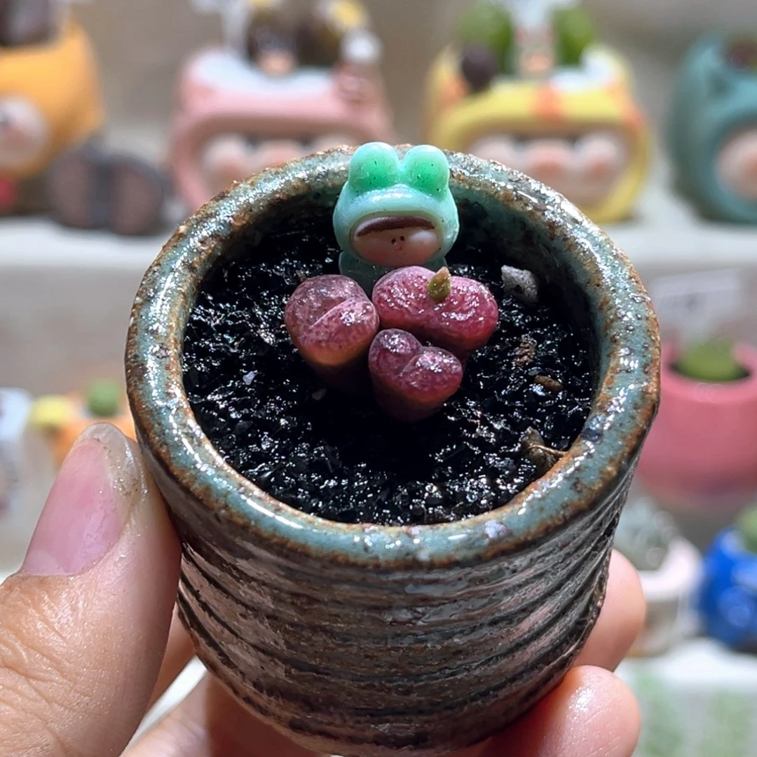 051吕氏毛杂带盆土一套98