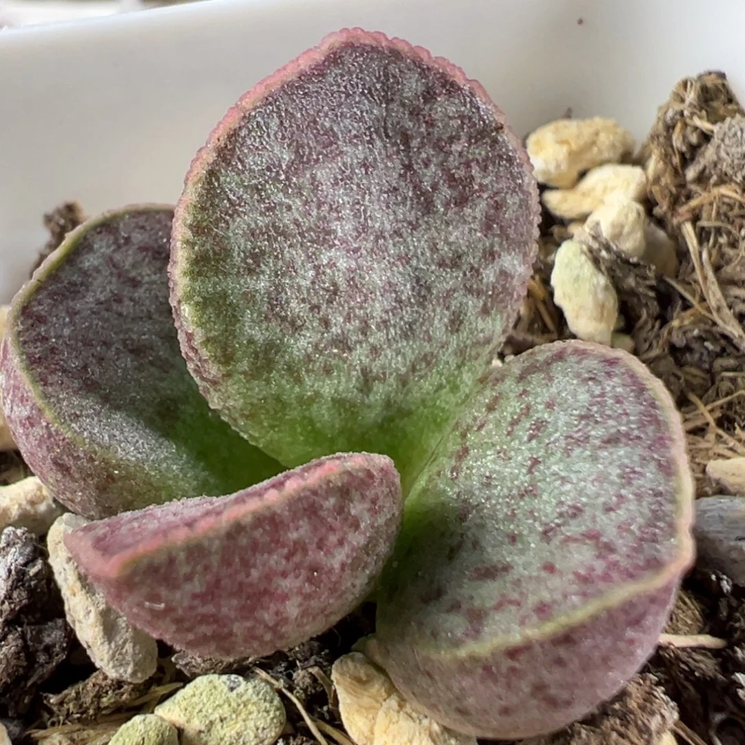 w红斑款实生新品多肉植物