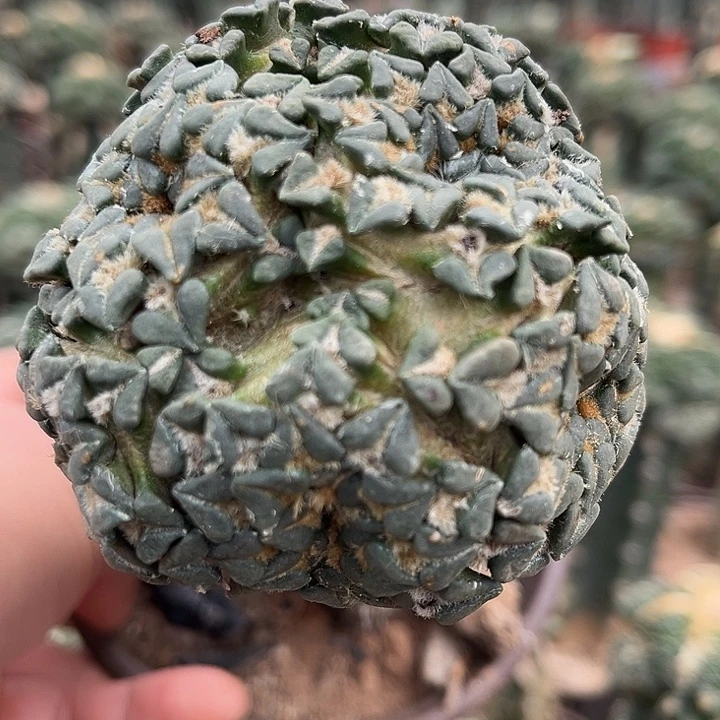 苗接姬牡丹群一颗