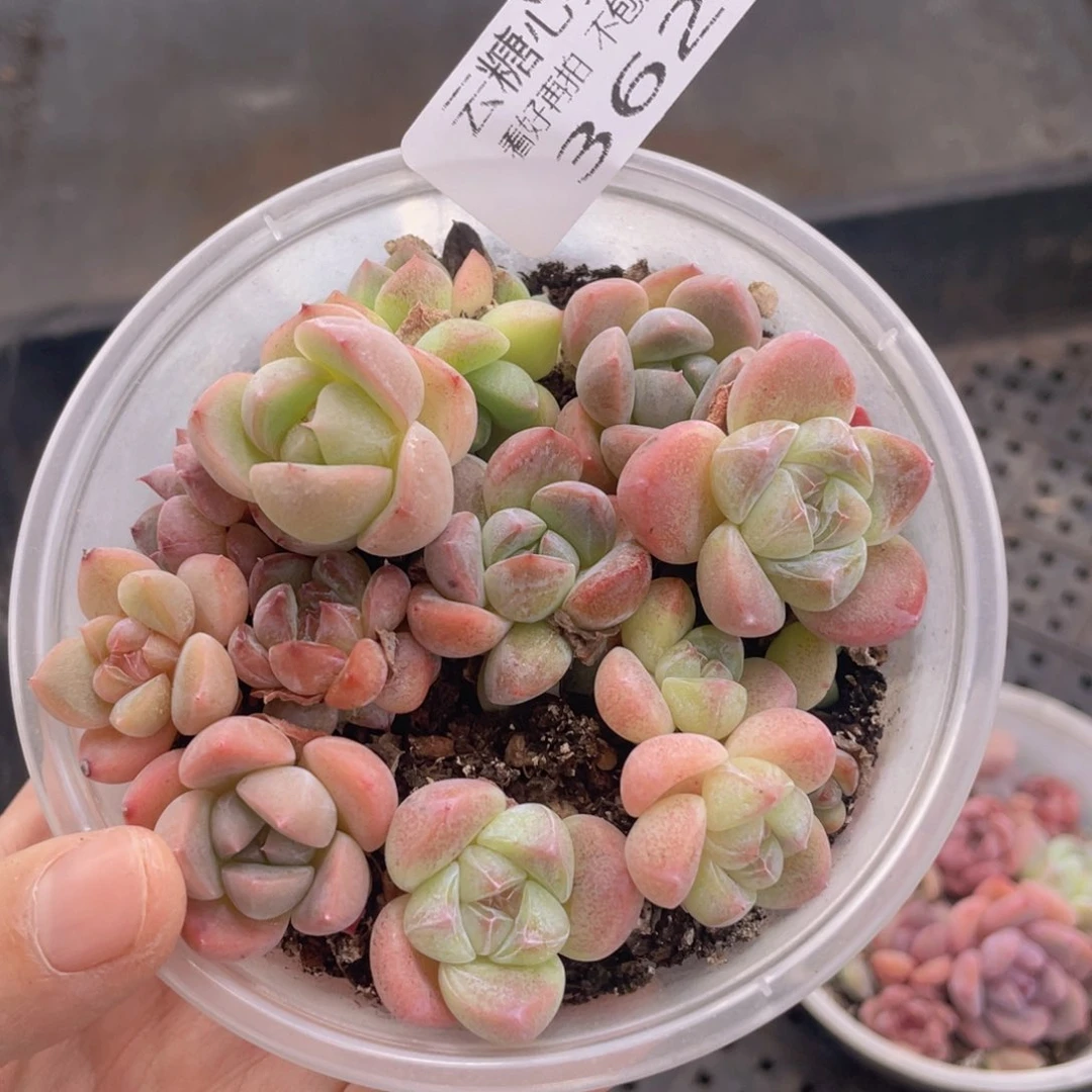 云糖心多肉植物362