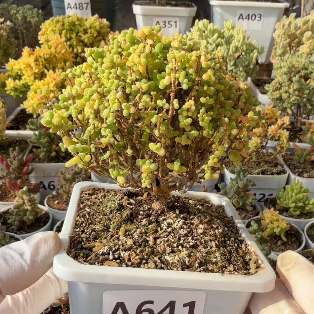 A641大金桔枝干糖球福利