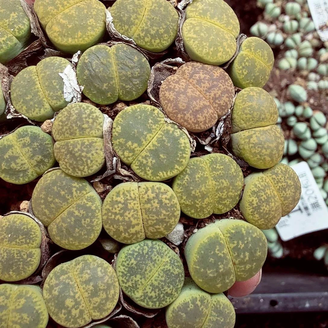 我想吃东西我自己来嘛184