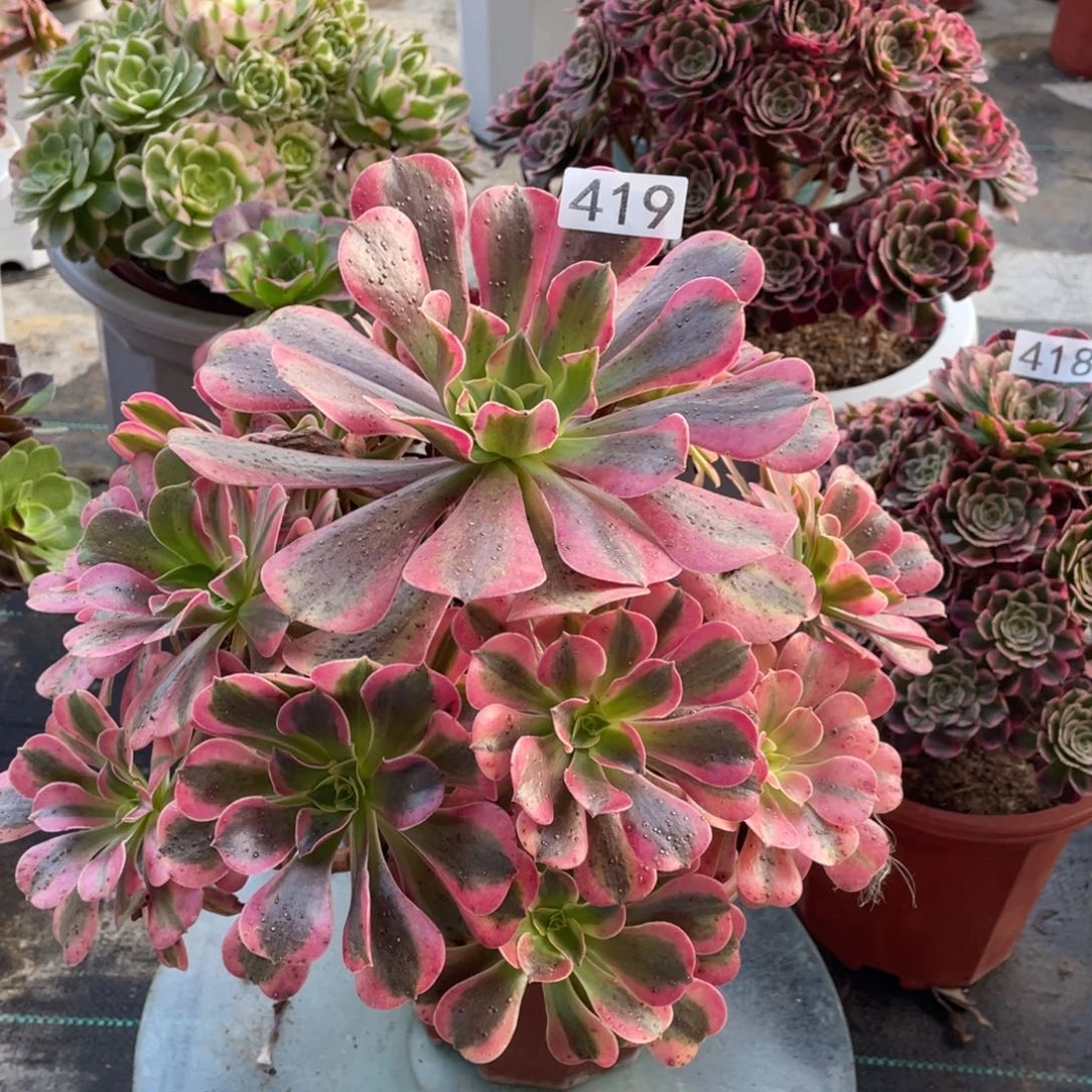 粉体美杜莎多肉植物