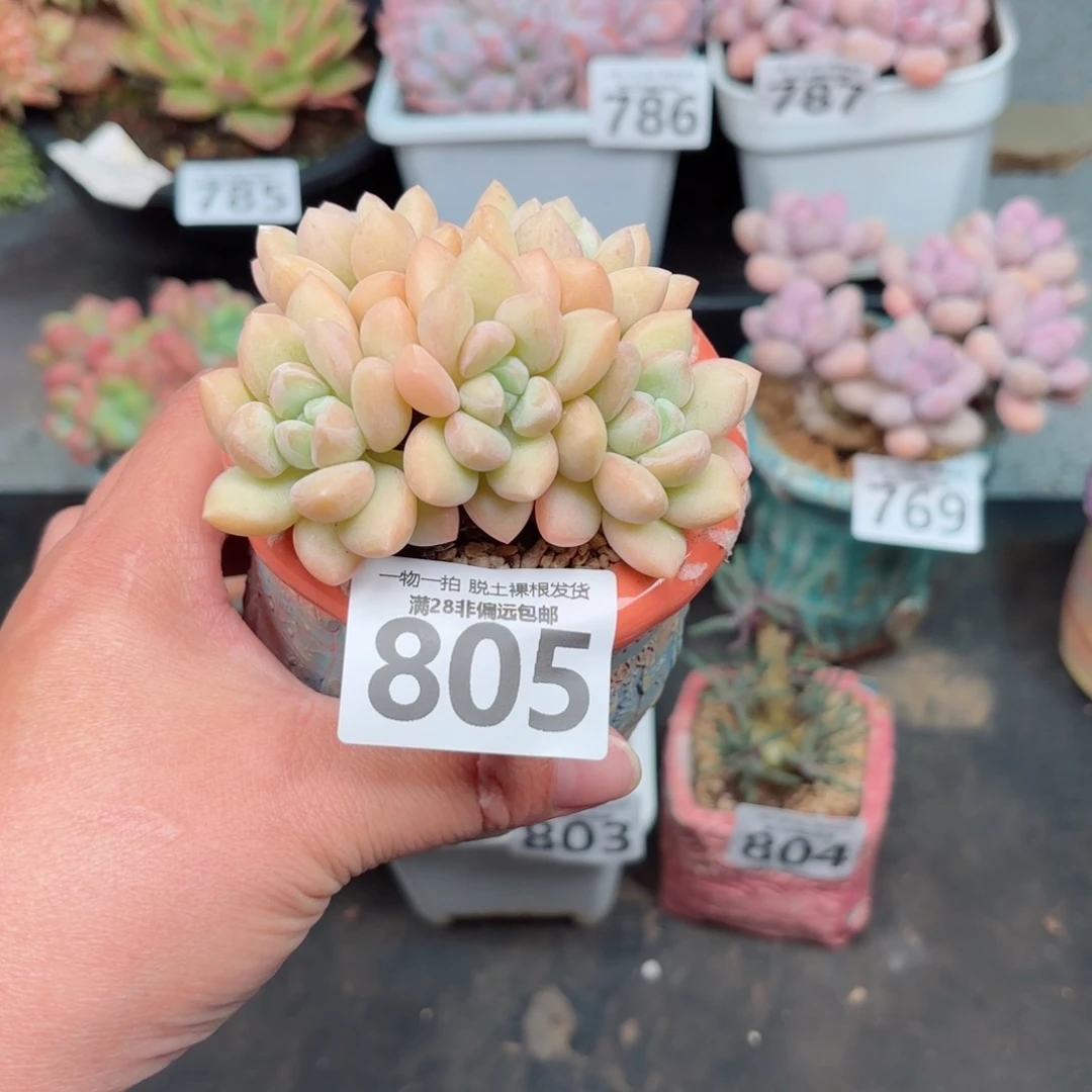 泡泡糖整群无盆土发货