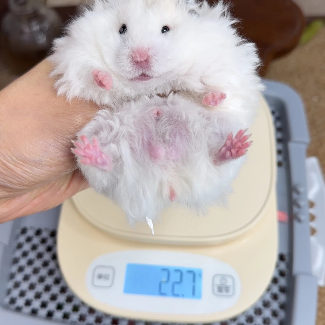 卷毛黄波弟弟8.08生日