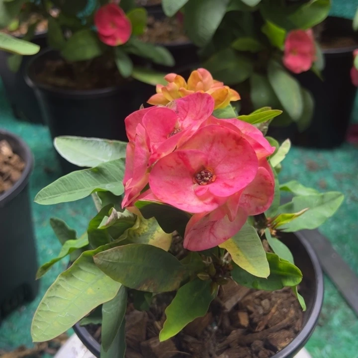 泰品扦插一物一拍