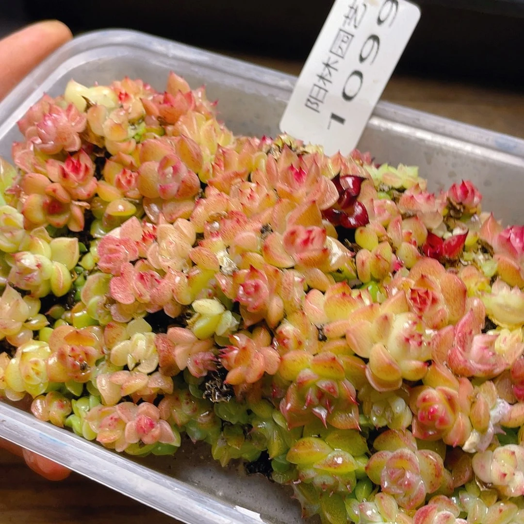 多肉植物多肉植物1099