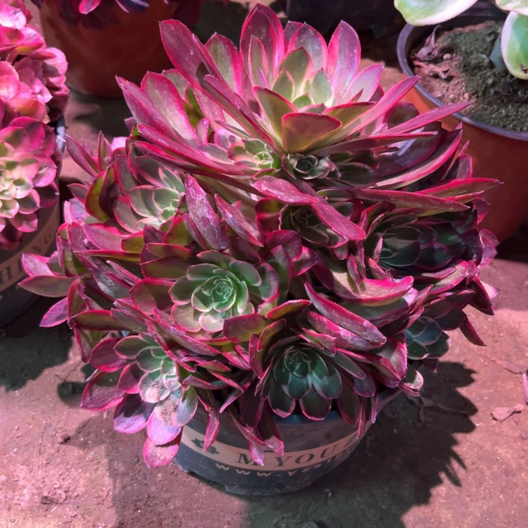 多肉植物粉花妖760