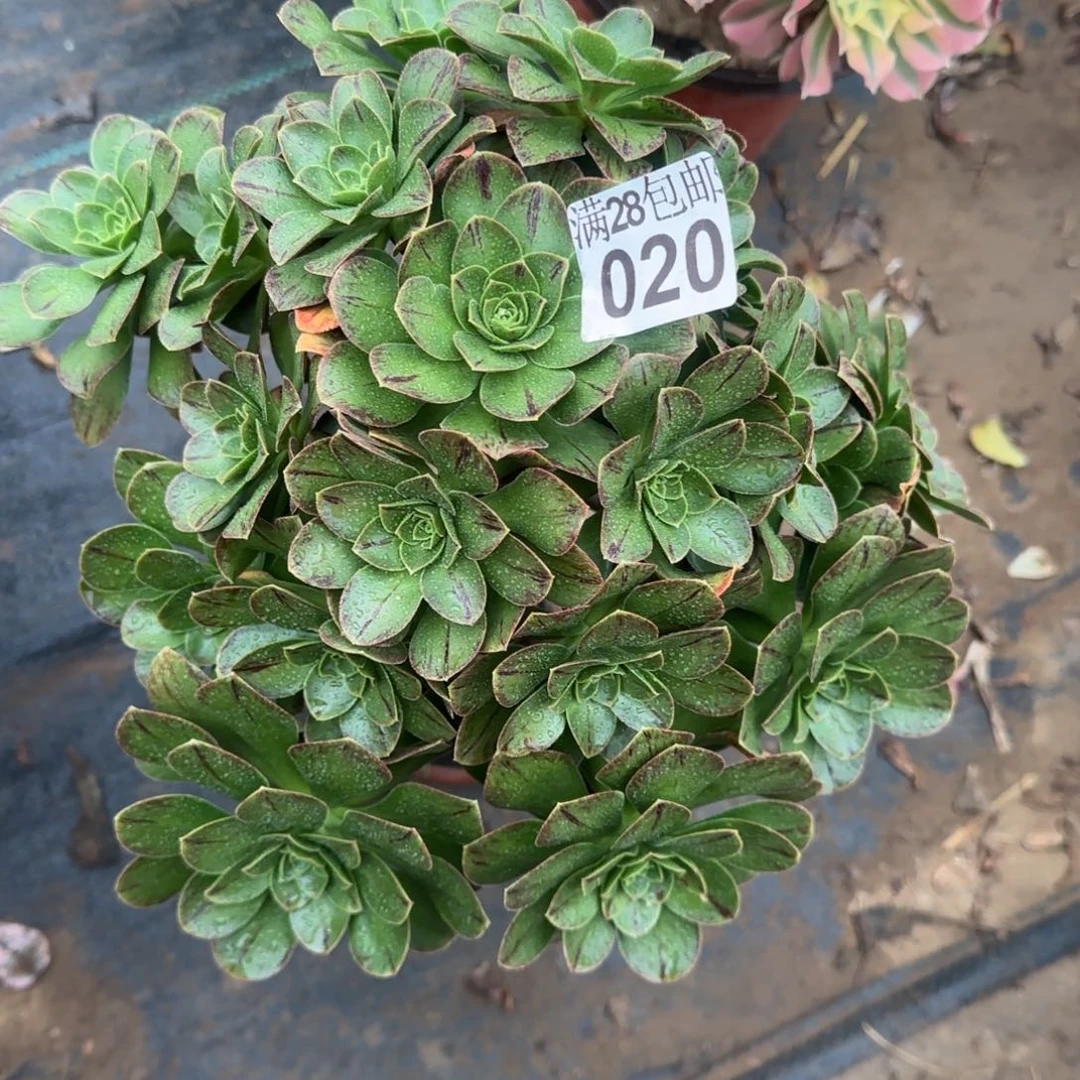 圣诞多肉020满28包邮断枝不包瑕疵