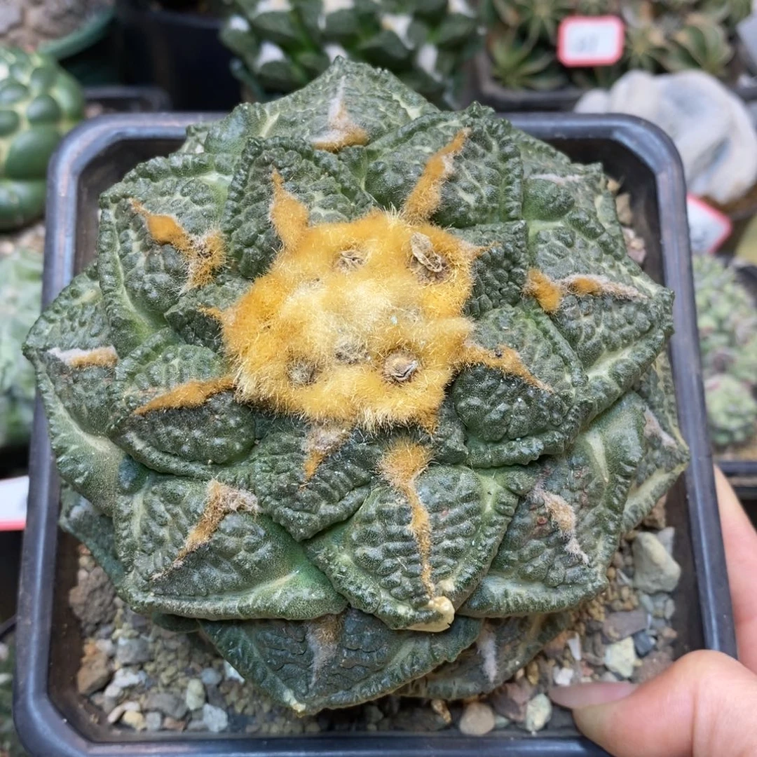 53号 苗接 志贺龟甲12公分 无根