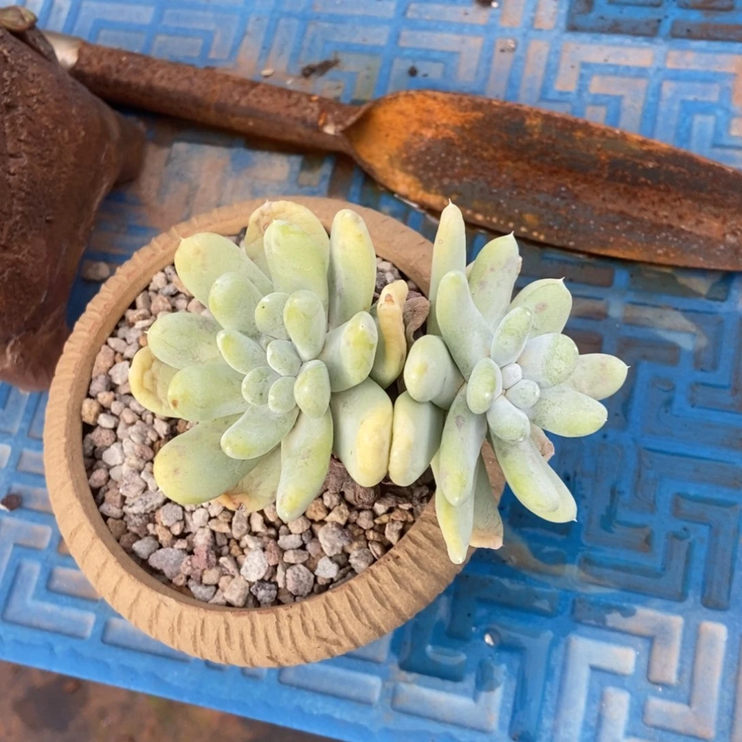 拇指多肉植物啦啦啦