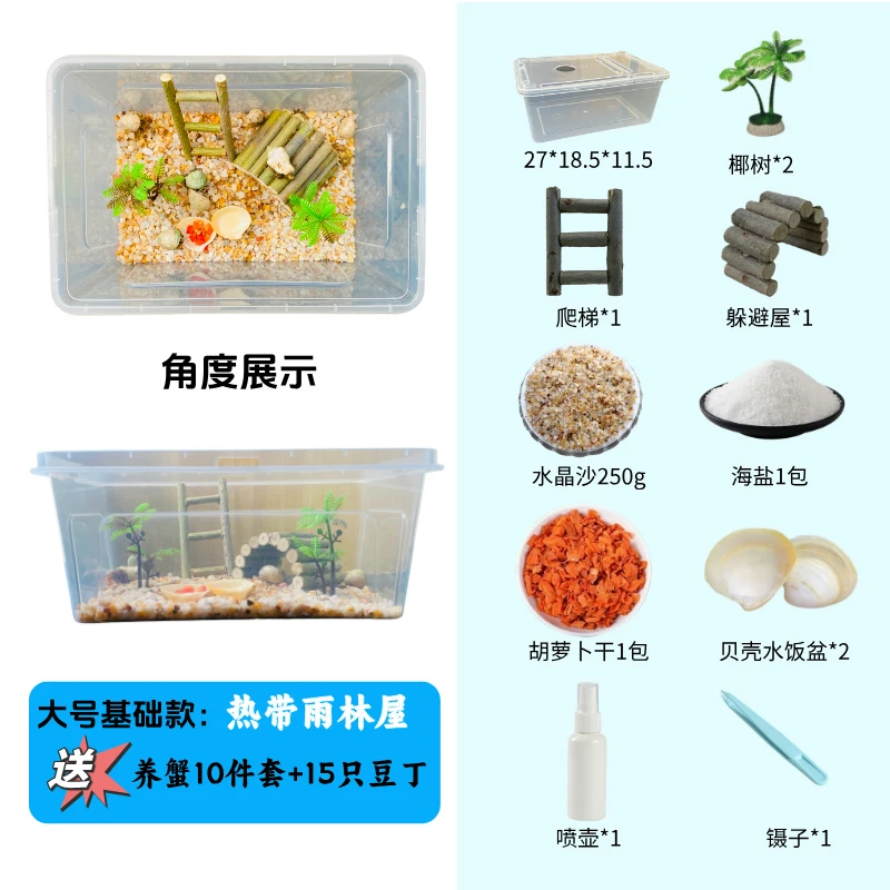 大号寄居蟹新手套盒 热带小雨林 小豆丁15只包活10只