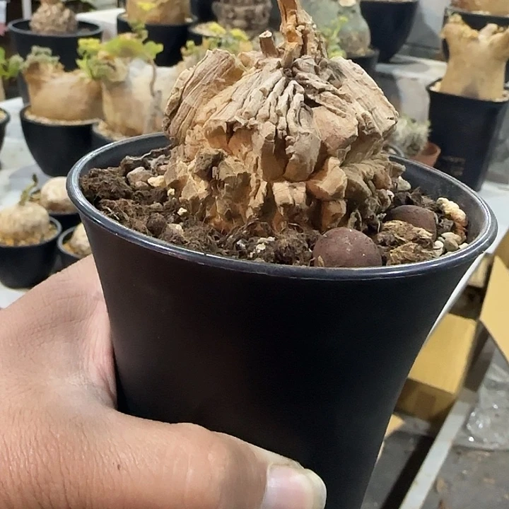 龟甲萝魔带盆土发货