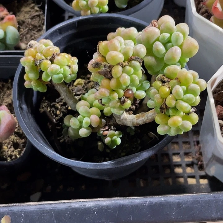 90盆气泡泡带盆土发