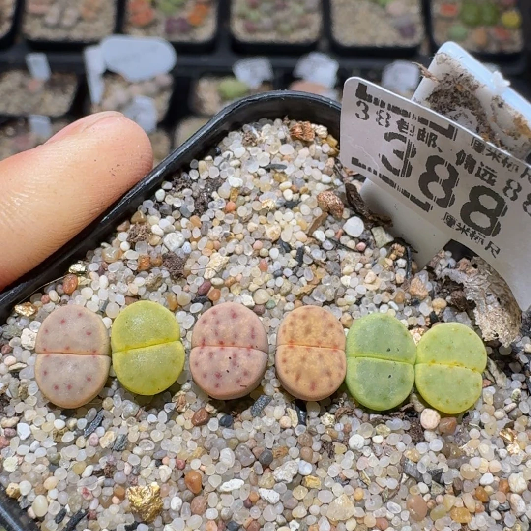 zzzz精品生石花388