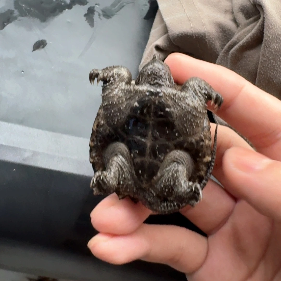 小鳄龟不分公母44