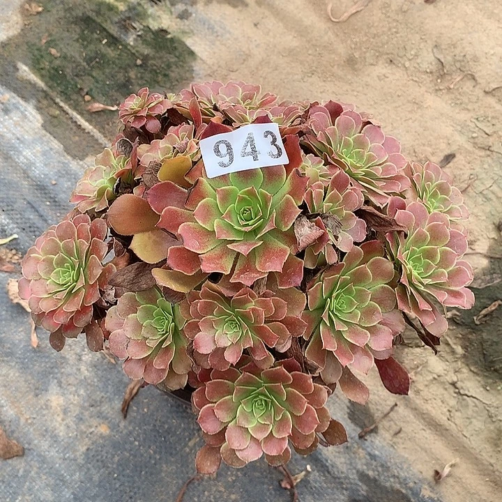 多肉植物红铜943号