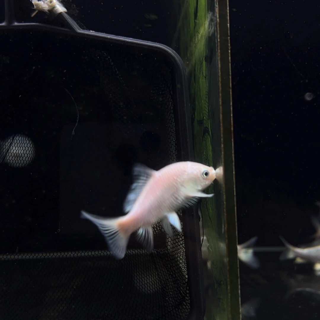 蝴蝶鲤华*蝴蝶鲤