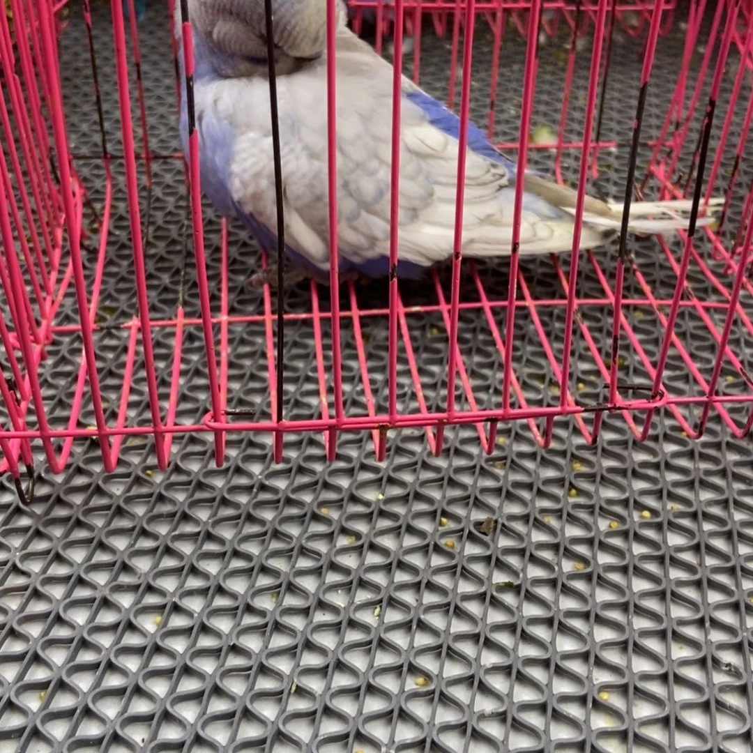 希***在虎皮鹦鹉虎皮鹦鹉