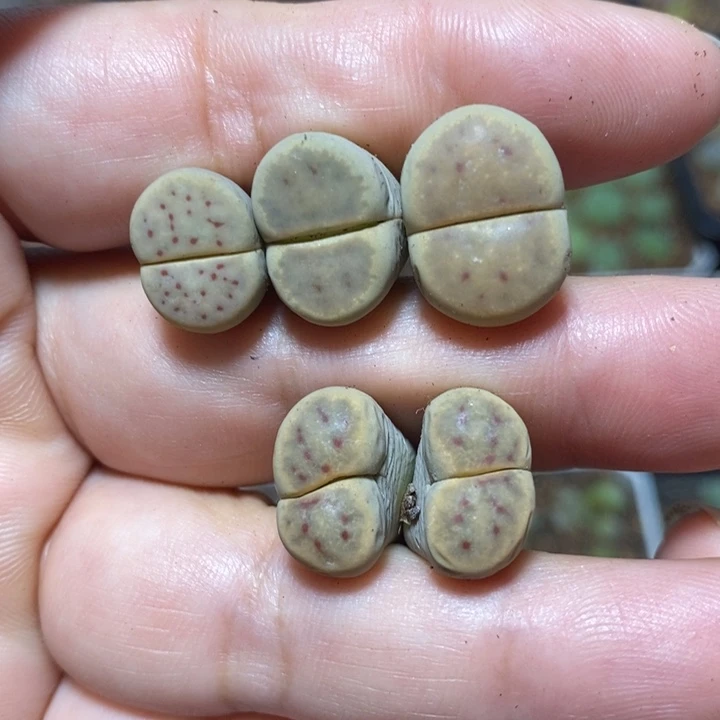 优选漂亮西春特价